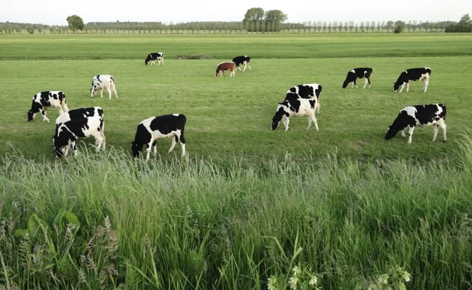 Weiland koeien